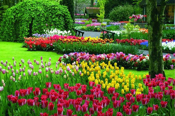 A holland Keukenhof tulipánpark - a világ legnagyobb virágoskertje