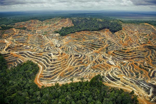 Borneo sziegetén erdőirrás pálmaolaj miatt