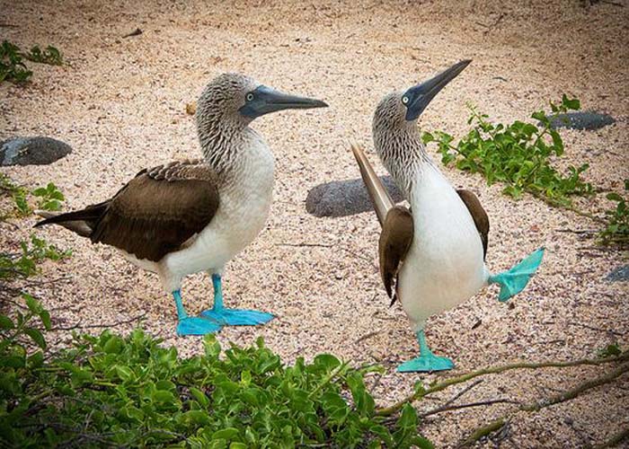 Vicces kék lábú madár él a Galápagos szigeteken