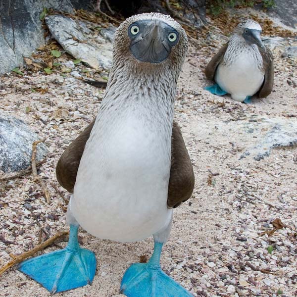 Vicces kék lábú madár él a Galápagos szigeteken