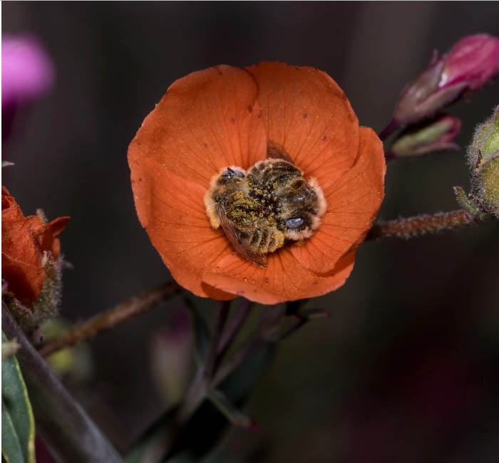 Virágokban alvó méhek