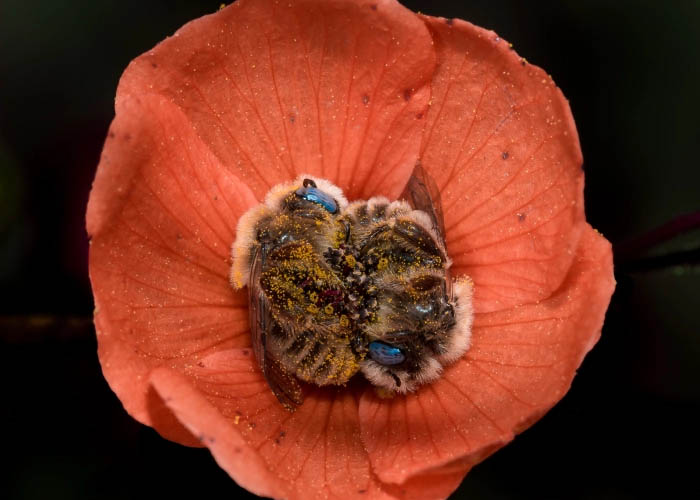 Virágokban alvó méhek