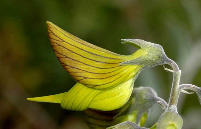 kolibri formájú virág