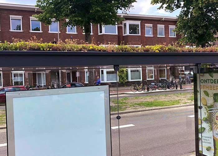 Hollandiában már 316 virágzó buszmegállót hoztak létre – a méhek védelmében 