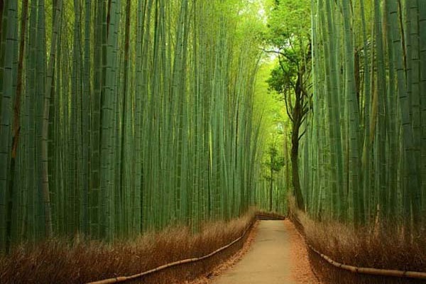 Képtalálatok a következőre: Bambuszerdő – Japán