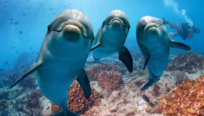 Kanadában betiltották a delfinek fogságban tartását, és a delfin show-kat